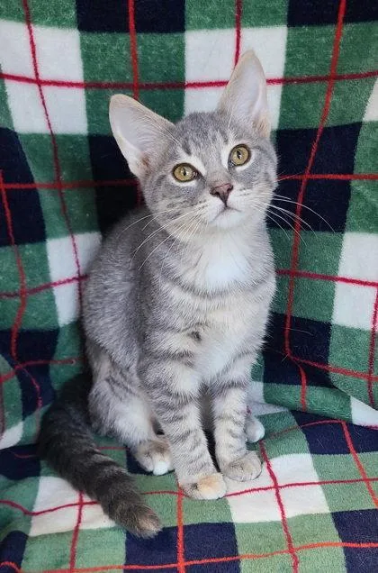 A baby small-sized female Domestic Short Hair cat named 7168 (Slate) for adoption in Lake City, MI