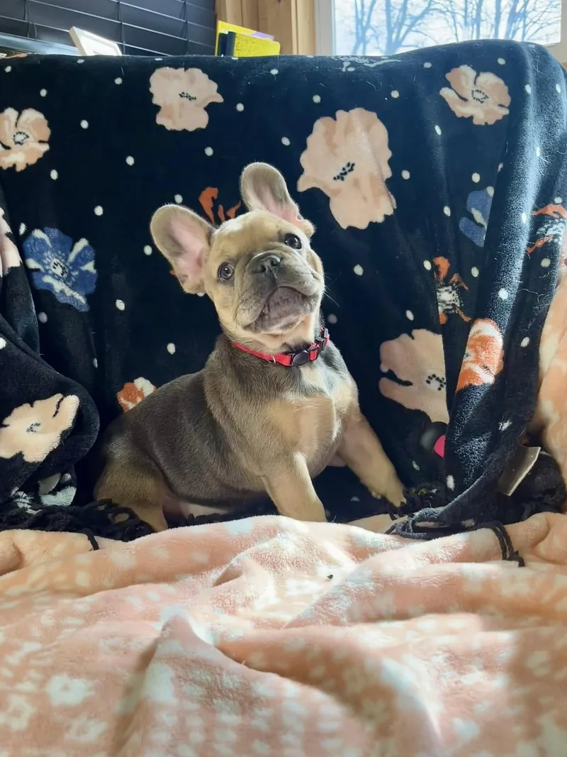 A young medium-sized female French Bulldog dog named Sadie for adoption in Lakeland, GA
