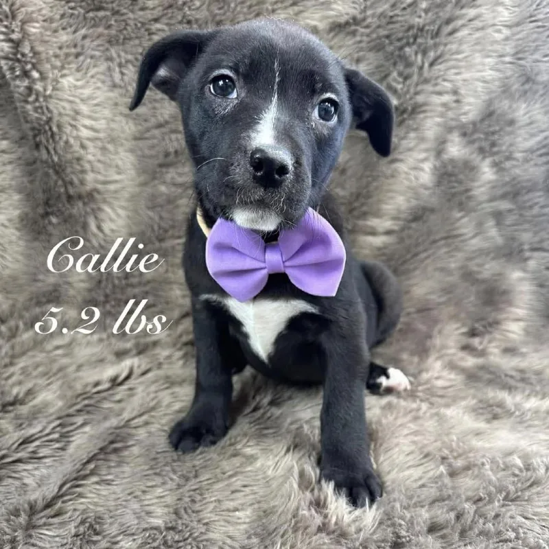 Callie thumbnail 2
