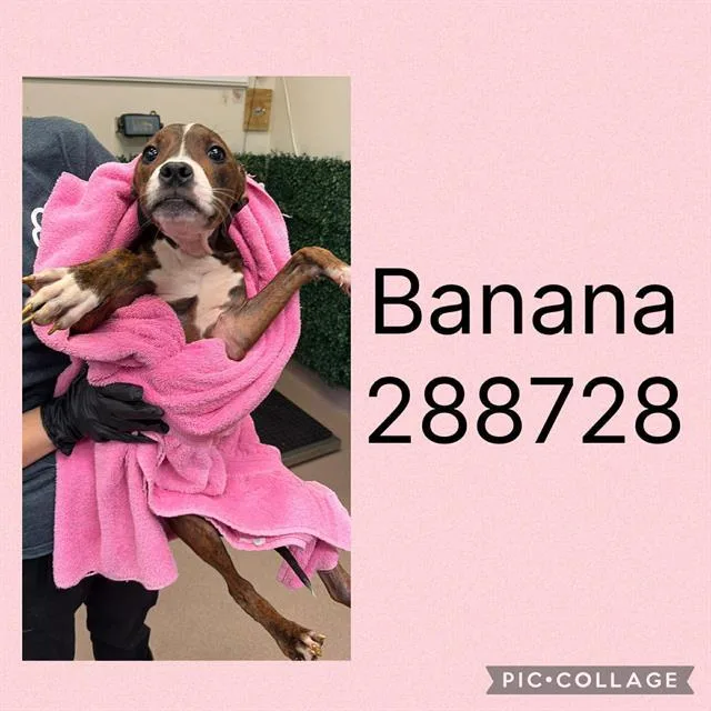 A baby small-sized female Mixed Breed dog named Banana for adoption in Macon, GA