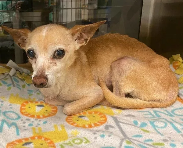 A senior small-sized male Mixed Breed dog named Bobo for adoption in Austin, TX