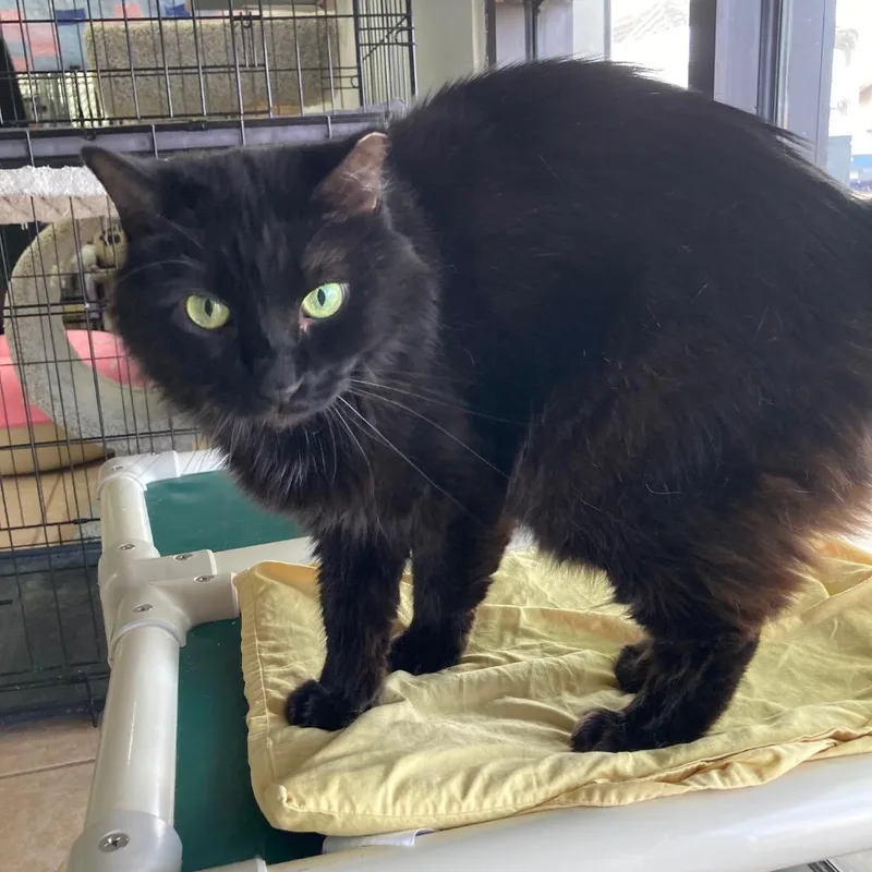 A senior medium-sized male Domestic Medium Hair cat named Dosido for adoption in Peoria, AZ
