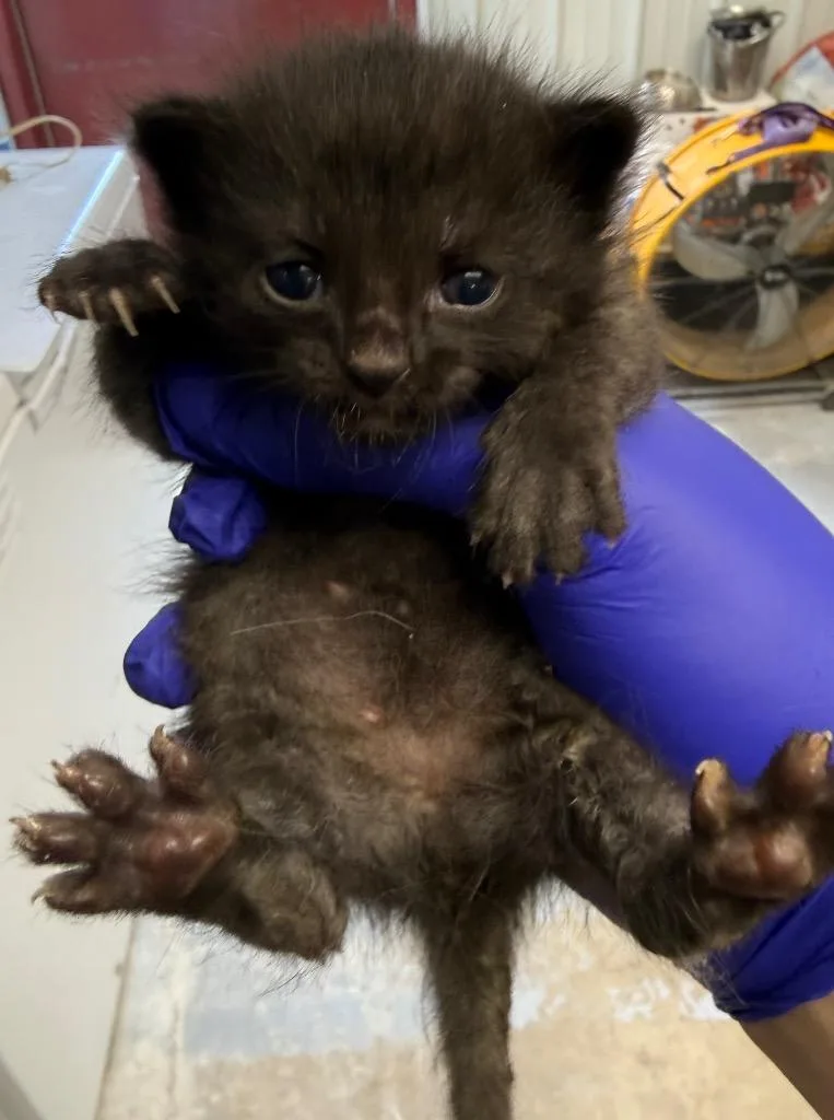 A baby small-sized female Domestic Short Hair cat named Drill Bit for adoption in Greencastle, IN