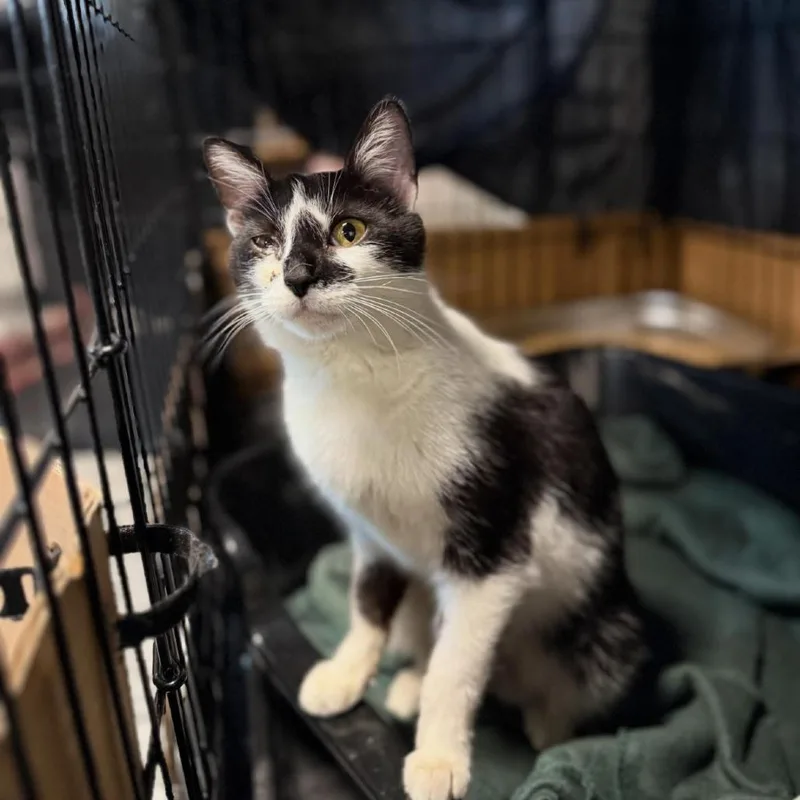 An adult medium-sized female Black & White / Tuxedo Domestic Short Hair cat named Calliope for adoption in Cortland, OH