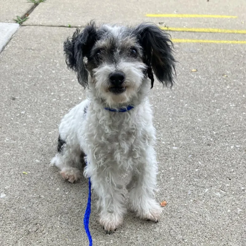 A senior small-sized female Mixed Breed dog named Ookie for adoption in Skokie, IL