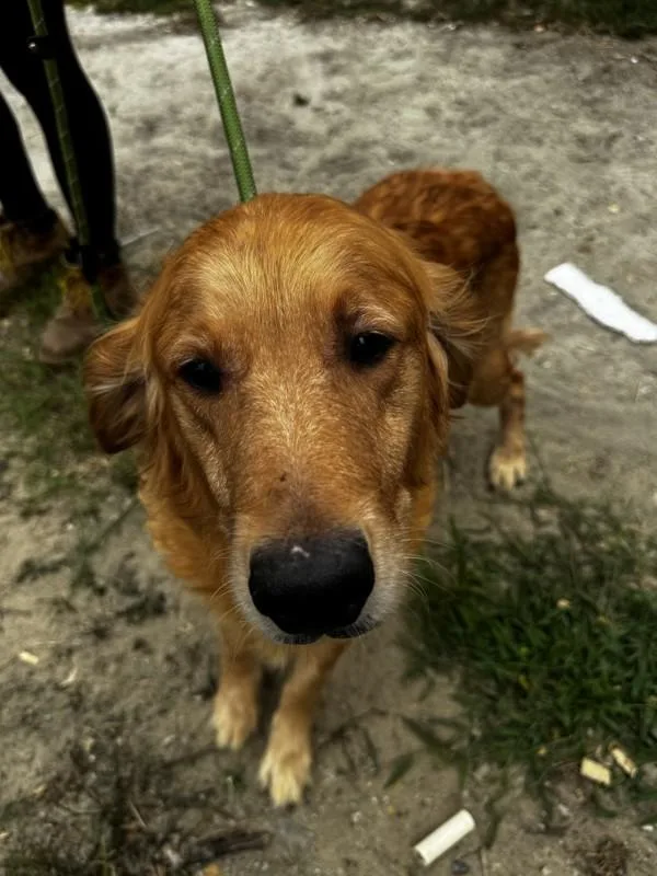 An adult large-sized female Golden Retriever dog named A for adoption in Salisbury, MD