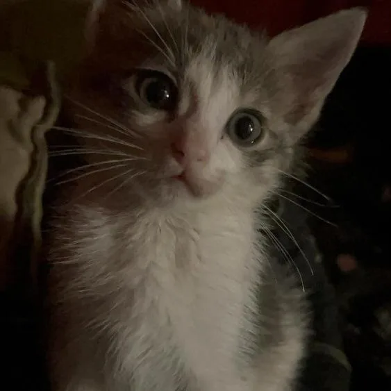 A baby medium-sized female Dilute Calico cat named Rosemary for adoption in Krum, TX