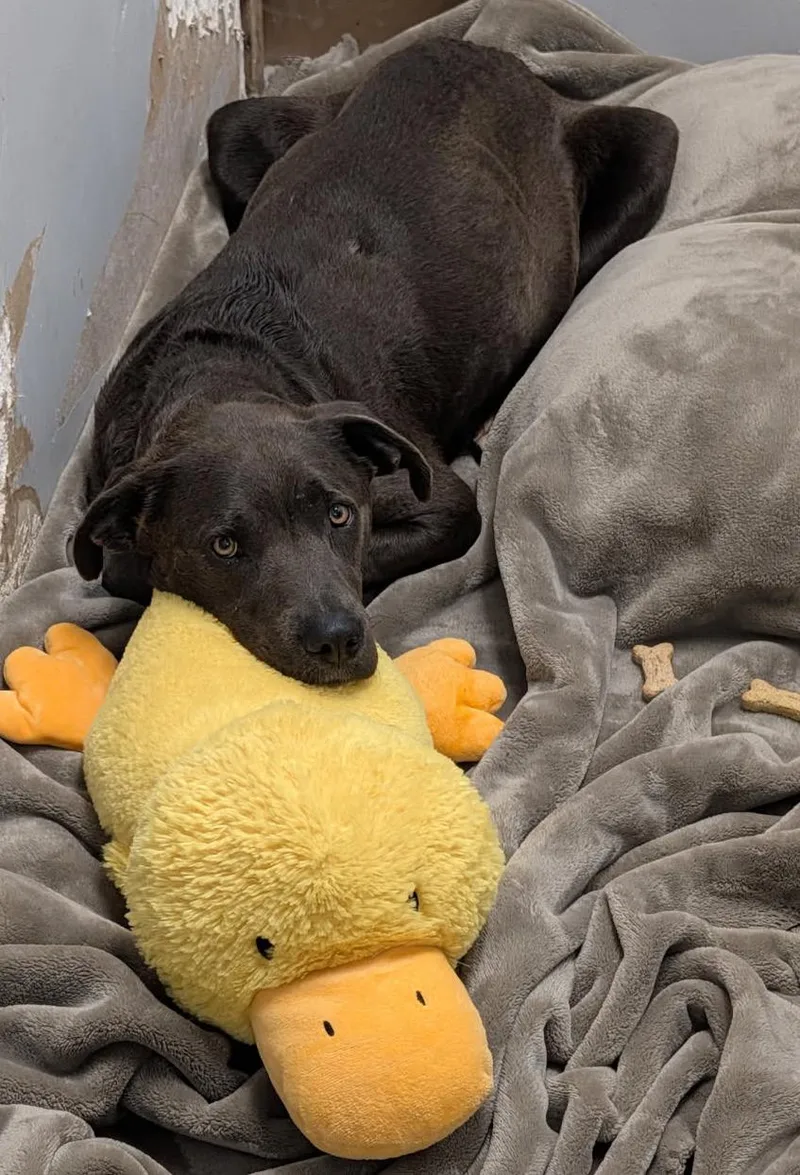 A young medium-sized female Gray / Blue / Silver Labrador Retriever dog named Jasmine for adoption in Marietta, OH