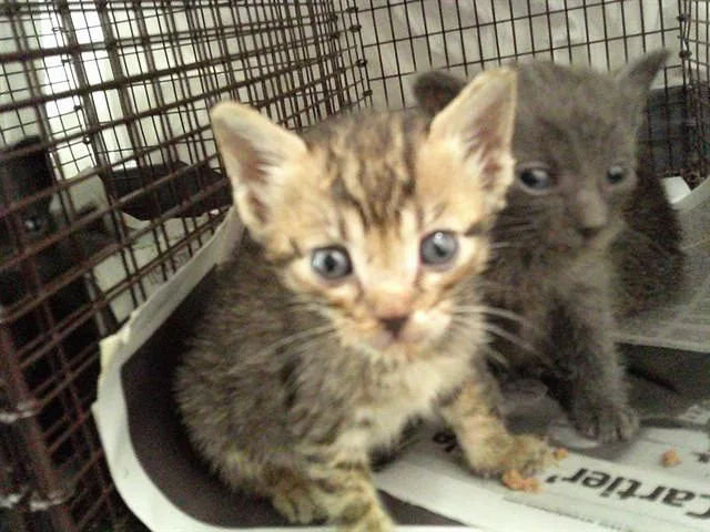 A baby small-sized female Domestic Short Hair cat named Julie for adoption in Fort Lauderdale, FL
