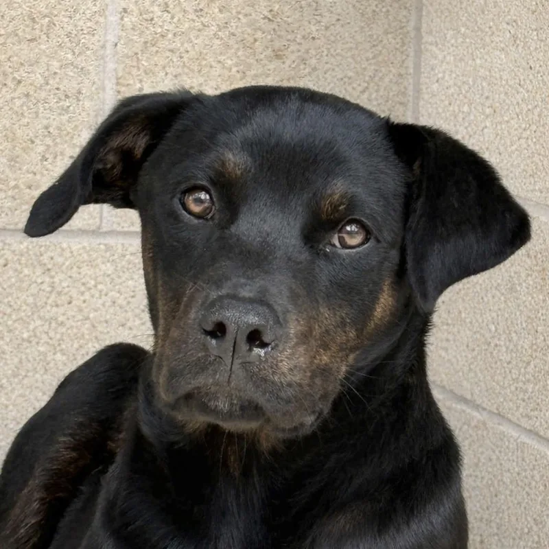 A baby medium-sized female Labrador Retriever dog named Connie for adoption in Brenham, TX