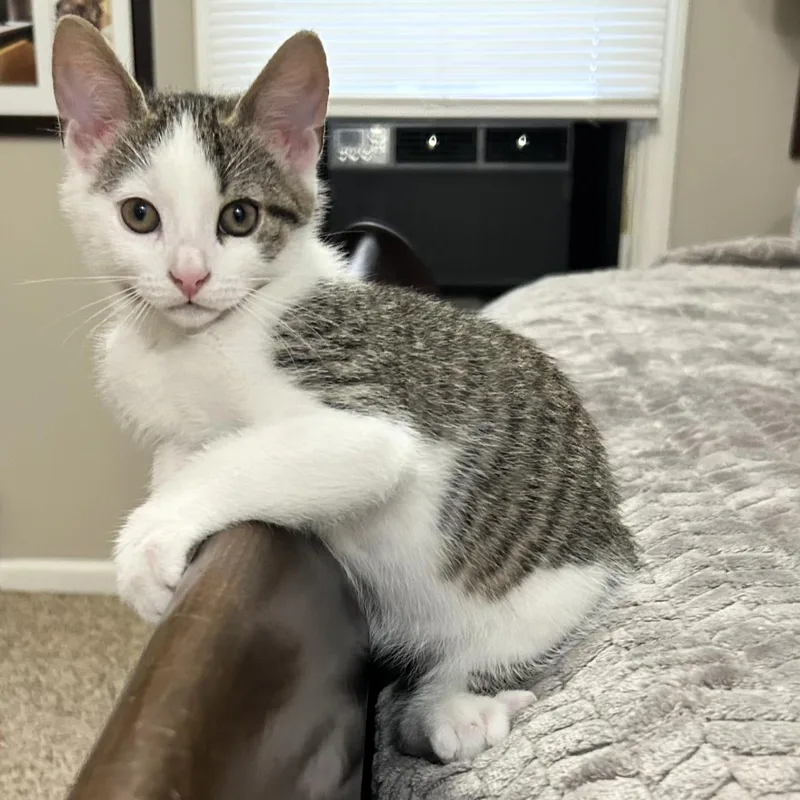A baby medium-sized male Domestic Short Hair cat named Jake Lee for adoption in Rochester, NY