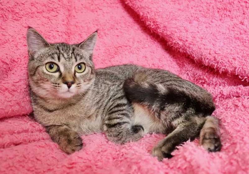 A baby medium-sized female Tabby (Buff / Tan / Fawn) Tabby cat named Ivy for adoption in Saint Augustine, FL