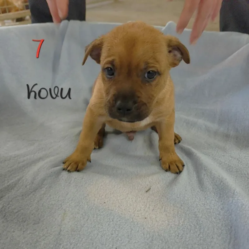 Kovu