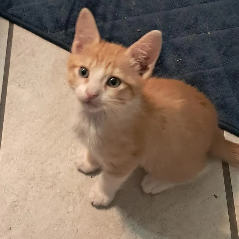 A baby small-sized male Orange / Red Domestic Short Hair cat named Garbanzo for adoption in Willows, CA