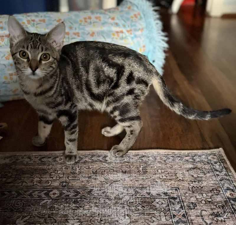 A baby medium-sized female Tabby (Brown / Chocolate) Domestic Short Hair cat named Faith & Fifi for adoption in Liverpool, TX