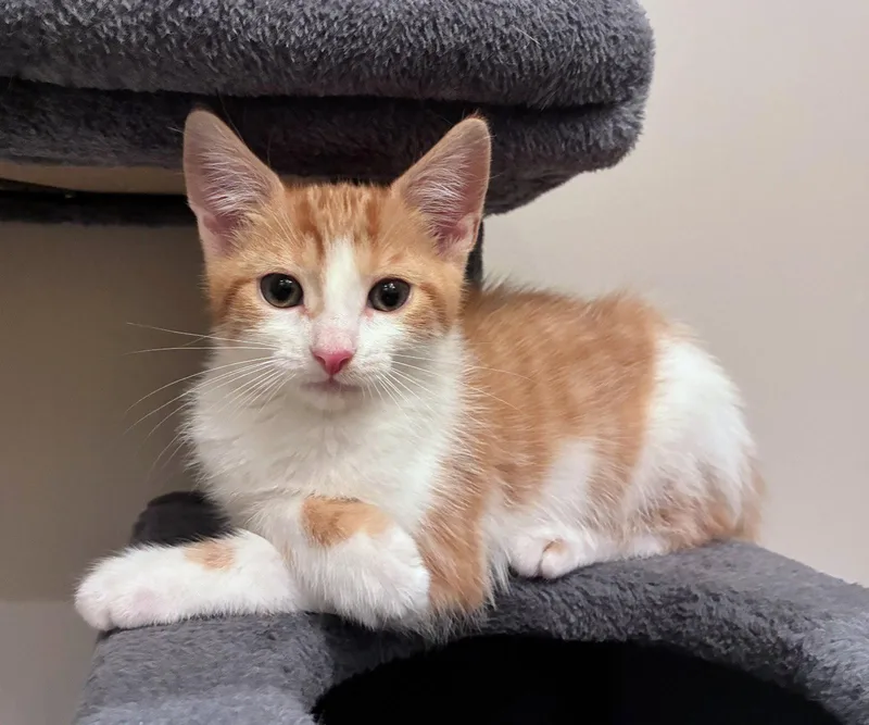 A baby medium-sized female Domestic Short Hair cat named Gianna for adoption in Leesburg, VA