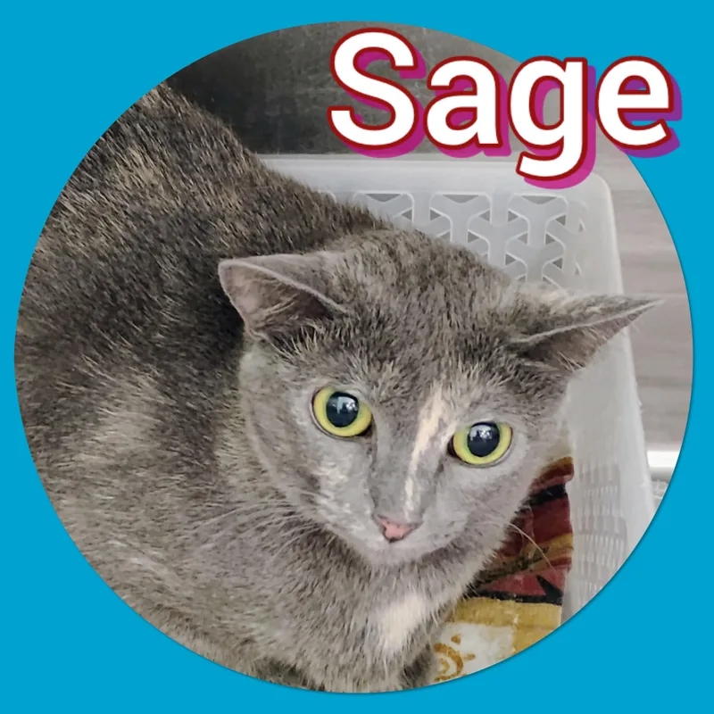 Sage