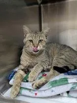 An adult medium-sized male Tabby (Brown / Chocolate) Domestic Short Hair cat named Alberto for adoption in Portsmouth, OH