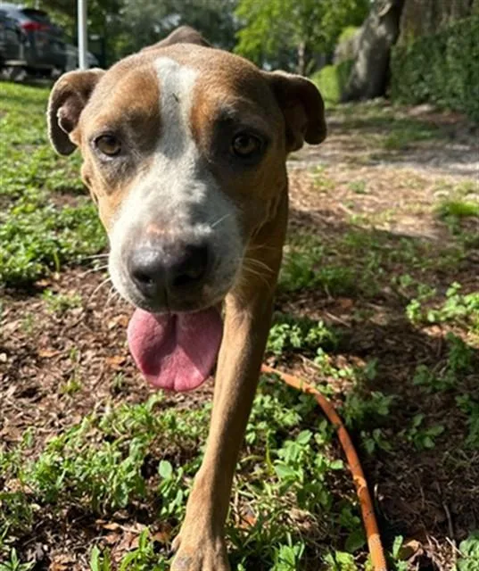 An adult large-sized female American Staffordshire Terrier dog named Taylor for adoption in Fort Lauderdale, FL