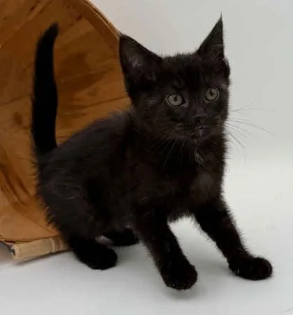 A young small-sized female Domestic Short Hair cat named Tootsie for adoption in Bowling Green, KY