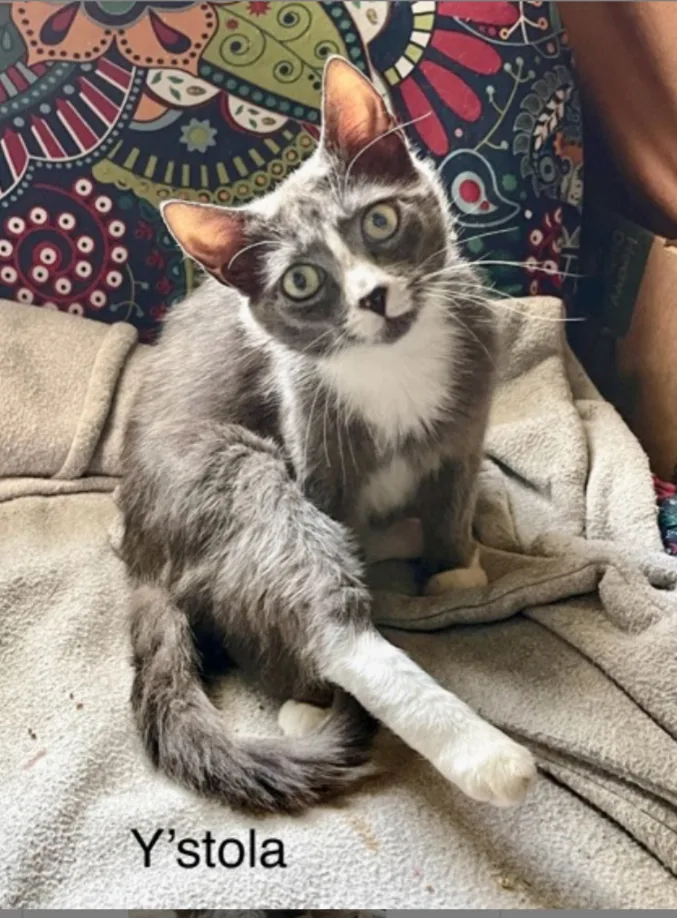 Y’stola Dog Friendly