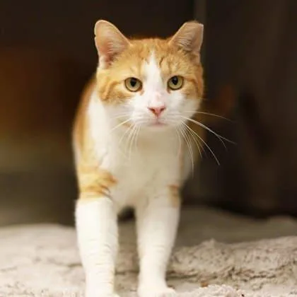 An adult small-sized male Orange / Red Domestic Short Hair cat named Castle for adoption in Atlanta, GA
