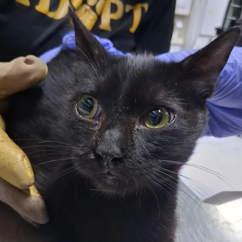 A young medium-sized male Black Domestic Short Hair cat named Channing for adoption in Summerville, SC