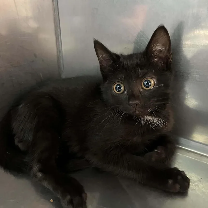 A baby small-sized male Black Domestic Short Hair cat named Felix for adoption in Harrisonburg, VA