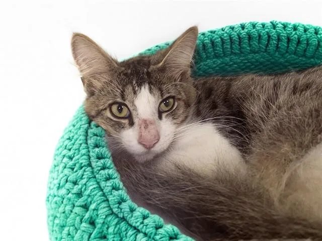 A young medium-sized male Domestic Short Hair cat named Sebastian for adoption in Fort Lauderdale, FL