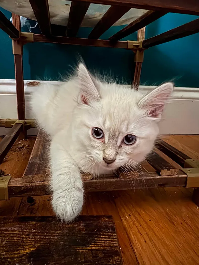 A young medium-sized male Domestic Medium Hair cat named Ben for adoption in Baltimore, MD