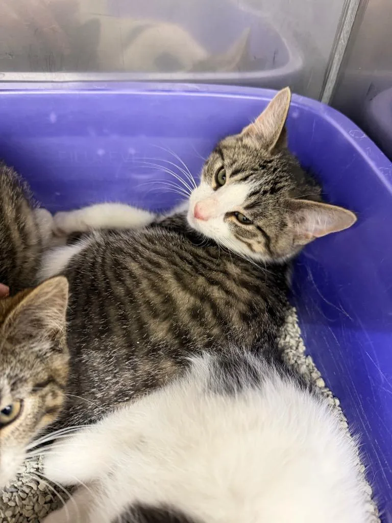 A baby small-sized male Domestic Short Hair cat named Creole for adoption in Glenfield, NY