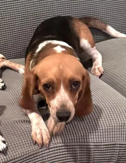 An adult small-sized female Tricolor (Brown, Black, & White) Beagle dog named Lydia for adoption in Irmo, SC