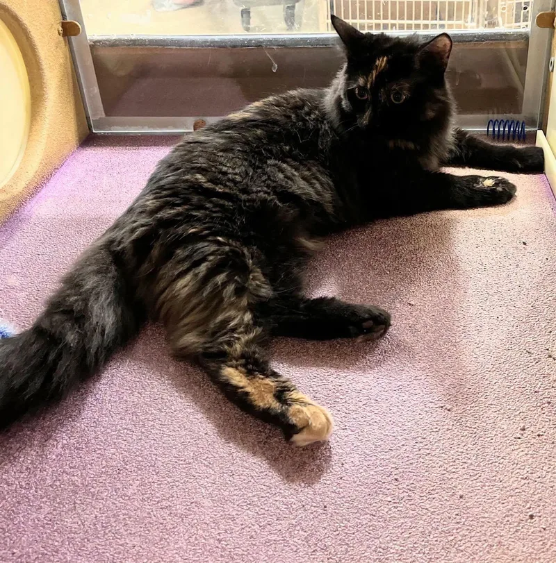 A baby medium-sized female Tortoiseshell cat named Silver for adoption in Farmland, IN