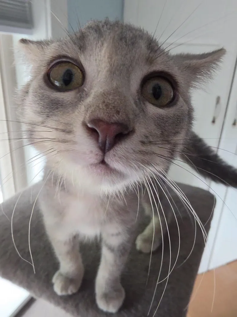 A baby medium-sized female Tabby (Gray / Blue / Silver) Domestic Short Hair cat named Cardi Bee for adoption in Saint Paul, MN