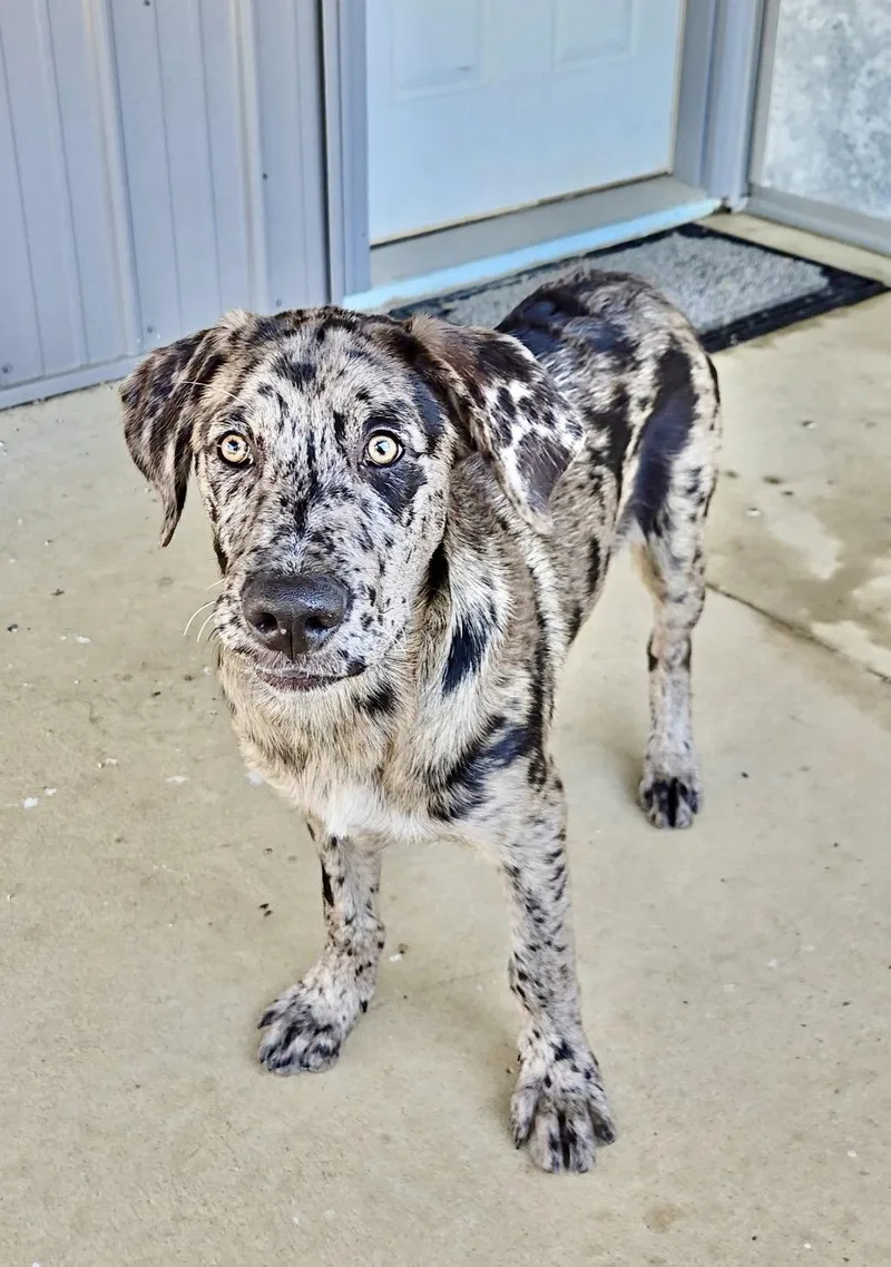 A baby extra large-sized male Catahoula Leopard Dog dog named Merle for adoption in Estherville, IA