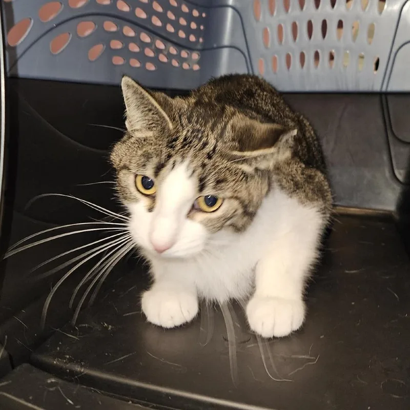 An adult medium-sized male Gray / Blue / Silver Domestic Short Hair cat named Chopsticks for adoption in Cedar Rapids, IA