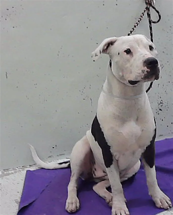 An adult medium-sized female Staffordshire Bull Terrier dog named Marisa for adoption in Houston, TX