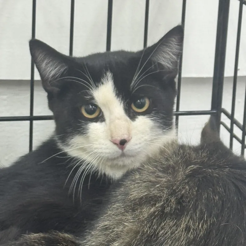 A young medium-sized male Black & White / Tuxedo Domestic Short Hair cat named Tux for adoption in Sonora, CA