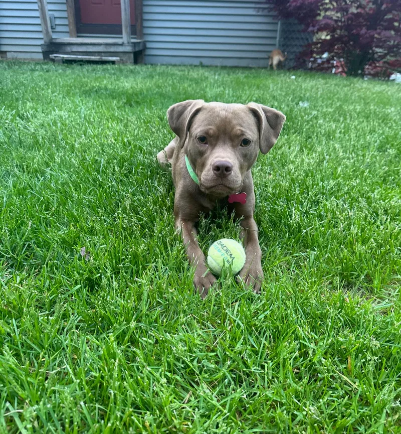 Sapphire thumbnail 2