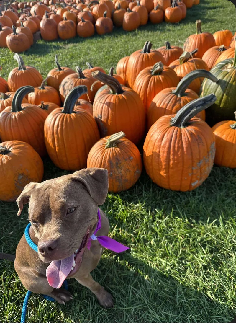 Sapphire thumbnail 5