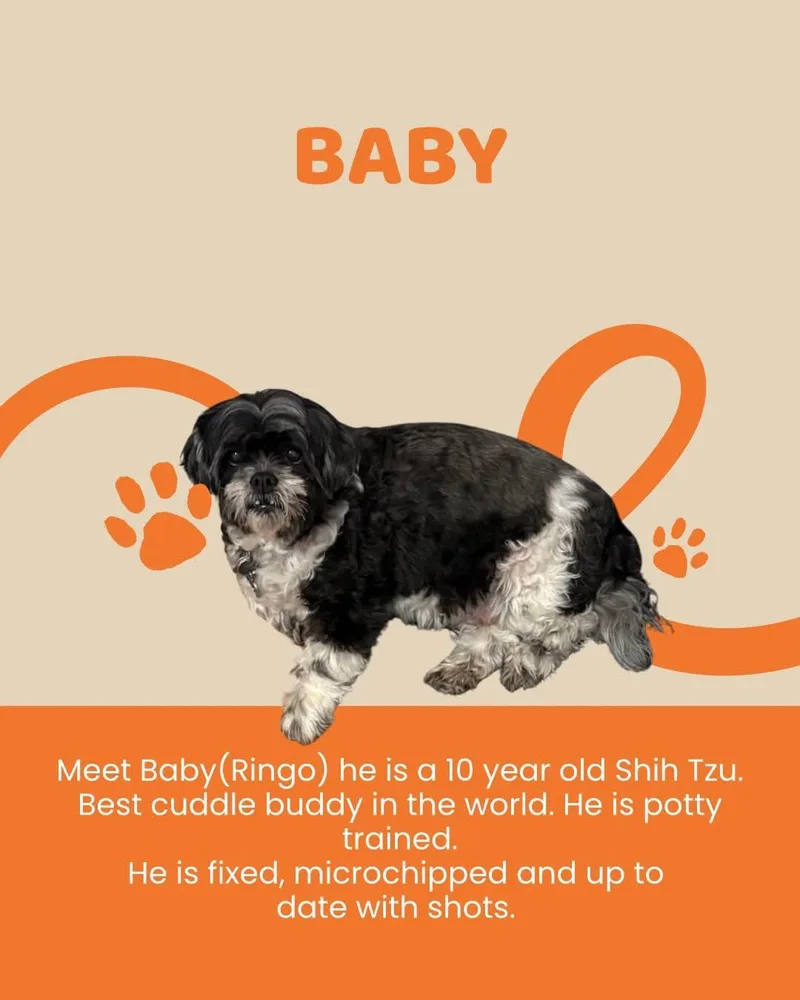 A senior small-sized male Shih Tzu dog named Baby for adoption in Brigham City, UT