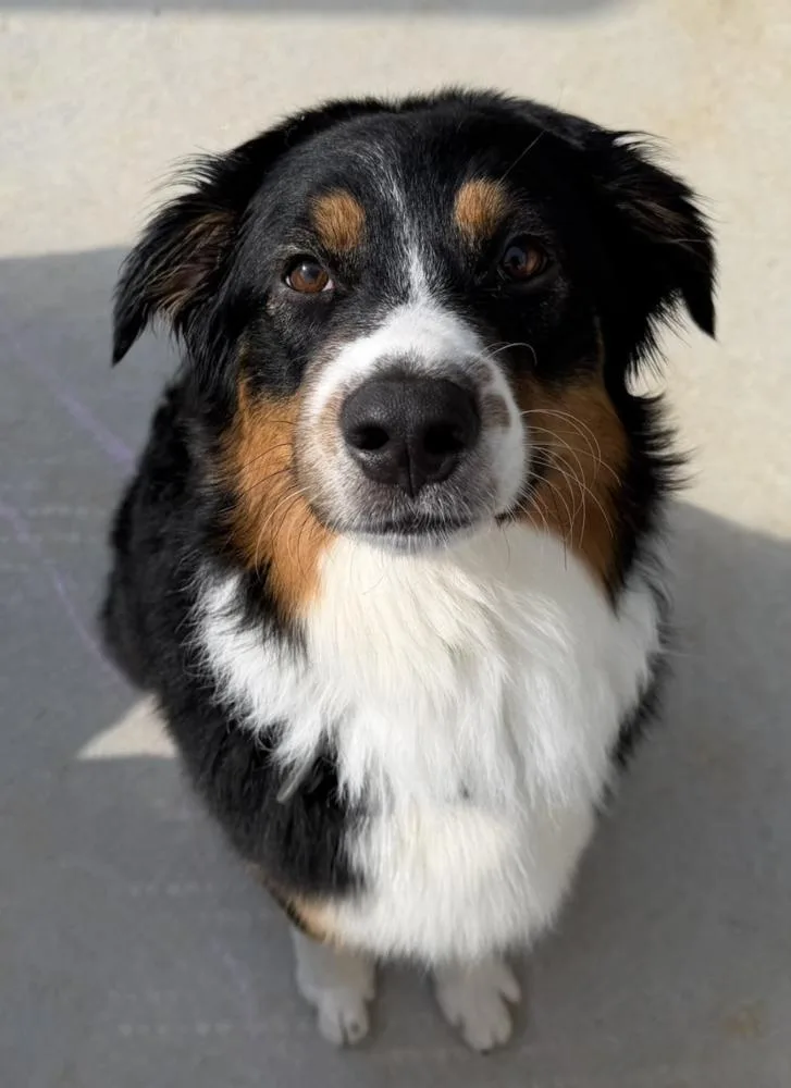 A young medium-sized male Tricolor (Brown, Black, & White) Australian Shepherd dog named Shep for adoption in Ringwood, IL