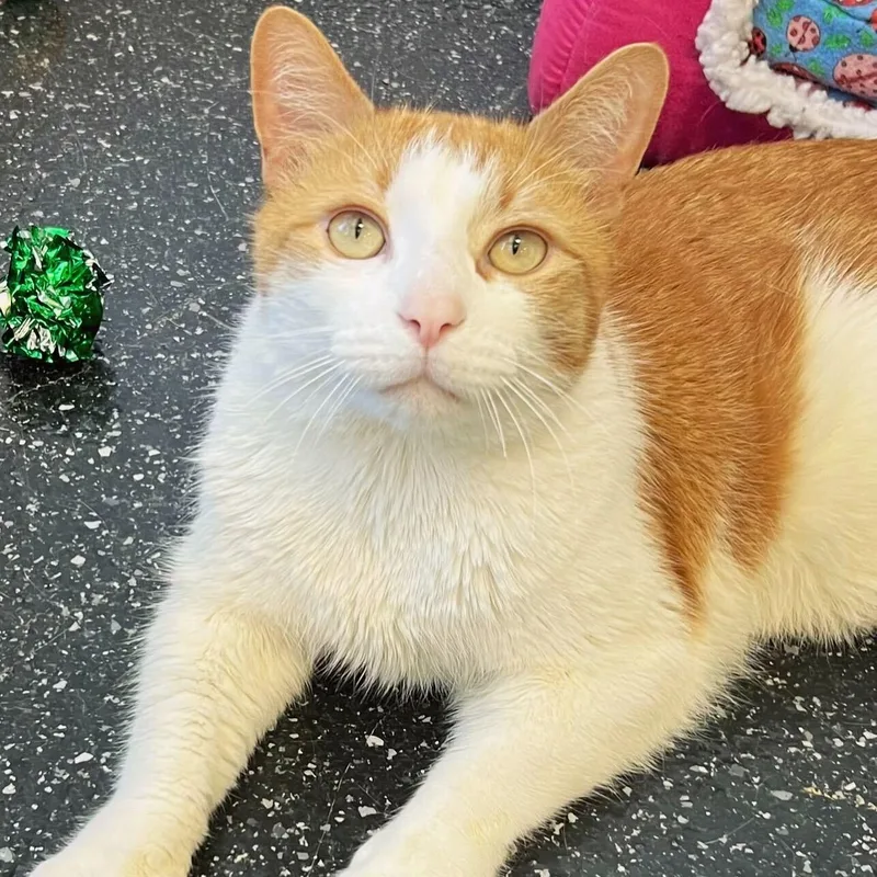 An adult medium-sized male Black Domestic Short Hair cat named Akira And Lafayette for adoption in Waltham, MA