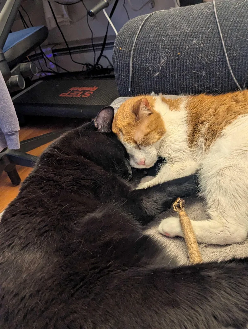 Akira And Lafayette thumbnail 2