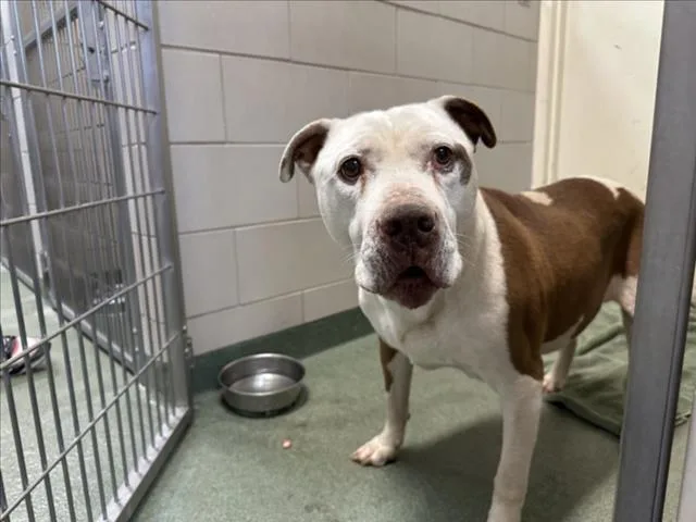 A senior large-sized male Mixed Breed dog named Winston for adoption in Santa Fe, NM