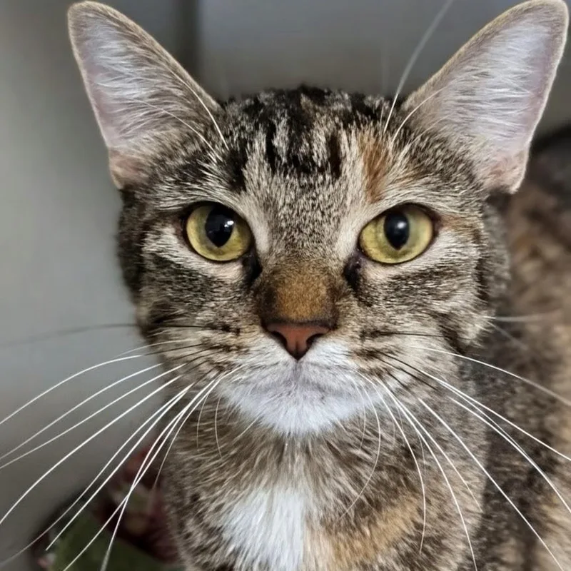 An adult medium-sized female Torbie Domestic Short Hair cat named Nala for adoption in West Jefferson, OH