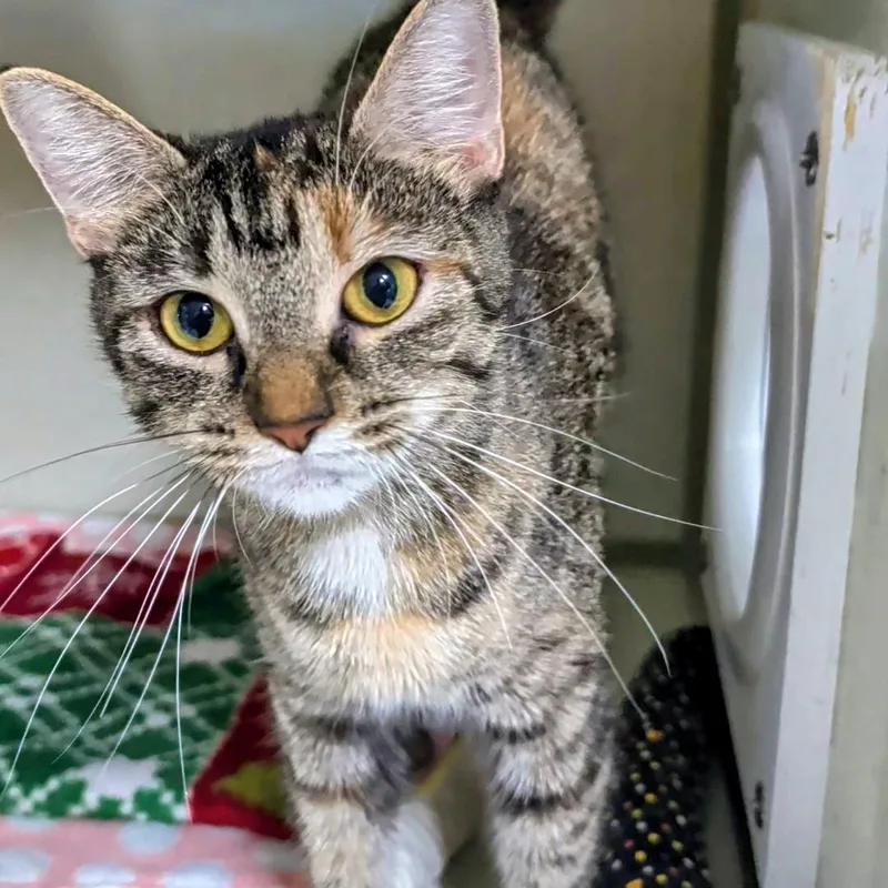 Nala thumbnail 4