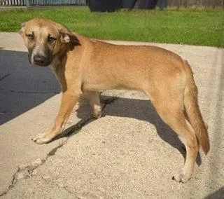 Zeus Puppy