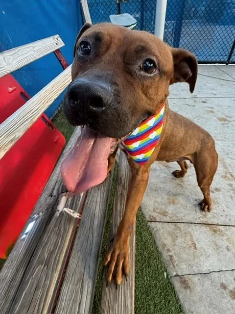 An adult large-sized female Terrier dog named Comet for adoption in Miami, FL