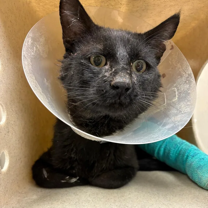 An adult large-sized male Black Domestic Short Hair cat named Maxwell for adoption in Reno, NV